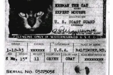 Kočky hráli v první polovině 20.stol. na lodích velkou roli. Lovili totiž krysy a díky tomu udržovaly pořádek. Dostávali dokonce boarding pasy. 