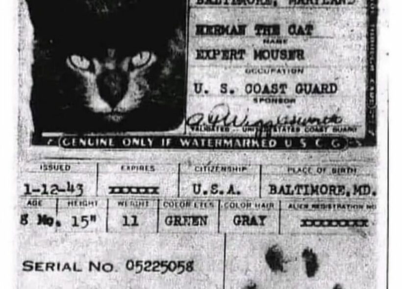 Kočky hráli v první polovině 20.stol. na lodích velkou roli. Lovili totiž krysy a díky tomu udržovaly pořádek. Dostávali dokonce boarding pasy. 