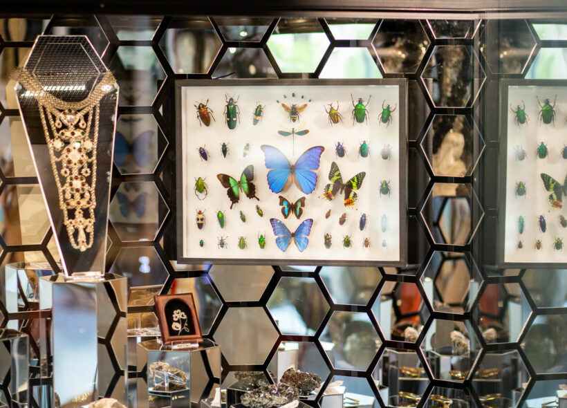 V dětském muzeu uvidí návštěvníci i sbírky motýlů.