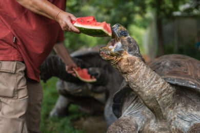 Vodní meloun obsahuje vysoké množství cukru, a tak je pro želvy opravdu jen sezónním zpestřením nad rámec jejich běžného jídelníčku. 