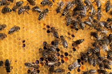Včely ve svých úlech na Brumlovce.