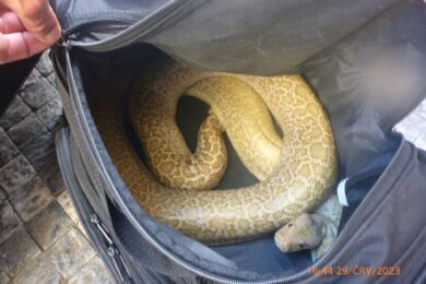 Strážníci zabavili hada, kterého cizinec předváděl v centru Prahy. 