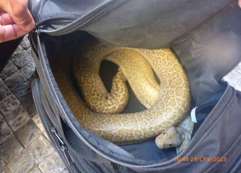 Strážníci zabavili hada, kterého cizinec předváděl v centru Prahy. 