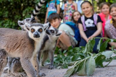 Za symbolickou jednu korunu budou moci jít do Zoo Praha všechny děti do 15 let už tento pátek 1. září. Místo rozvrhu hodin ve škole mohou sledovat časy komentovaných krmení – např. u lemurů kata začne ve 14:30. 