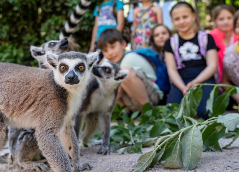 Za symbolickou jednu korunu budou moci jít do Zoo Praha všechny děti do 15 let už tento pátek 1. září. Místo rozvrhu hodin ve škole mohou sledovat časy komentovaných krmení – např. u lemurů kata začne ve 14:30. 