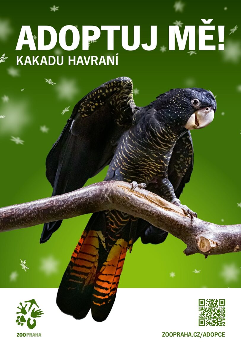 Kakadu havraní