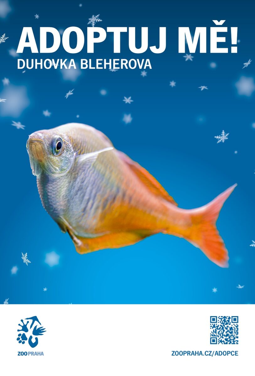 Duhovka Bleherova