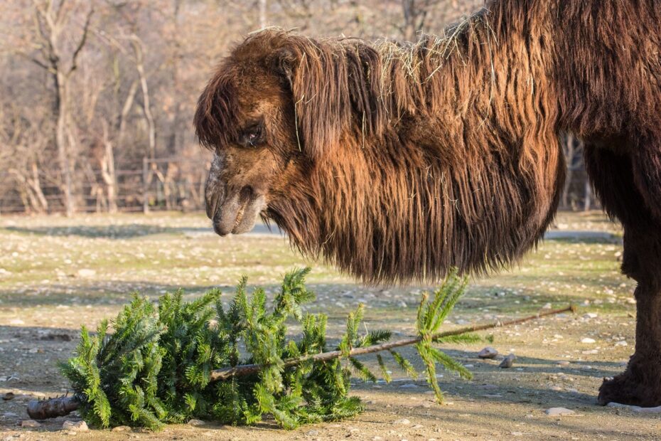 Také velbloudi si rádi pochutnají na vánočních stromcích.