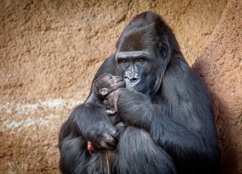 V úterý 2. ledna osm minut po deváté hodině večerní porodila 10letá samička gorily nížinné Duni své první mládě. 