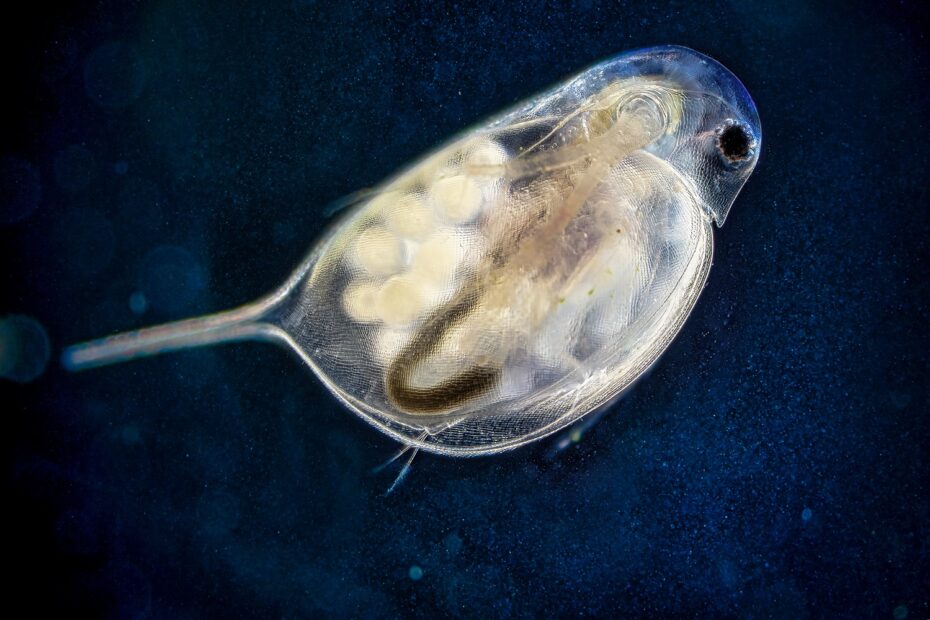 Sladkovodní plankton Perloočka.