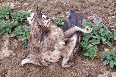 Jeden ze dvou otrávených orlů mořských, kteří byli nalezeni 22. února u Jesenice na Příbramsku. 