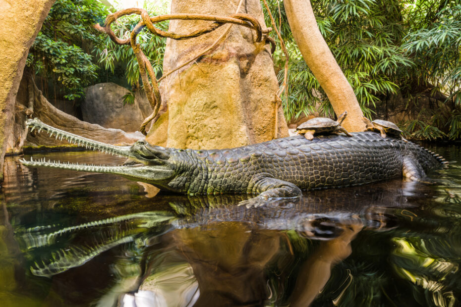 Gaviál indický a želvy Smithovy v ZOO Praha