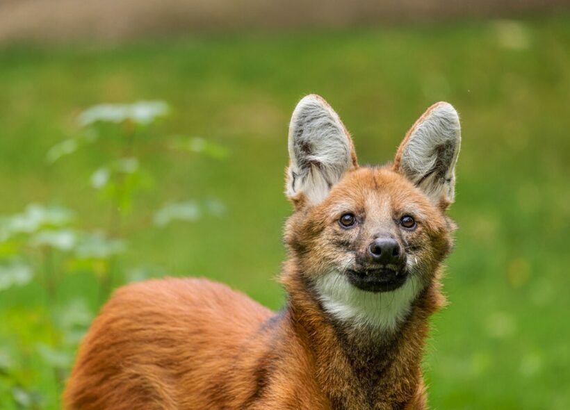 Vlk hřivnatý v ZOO Praha.