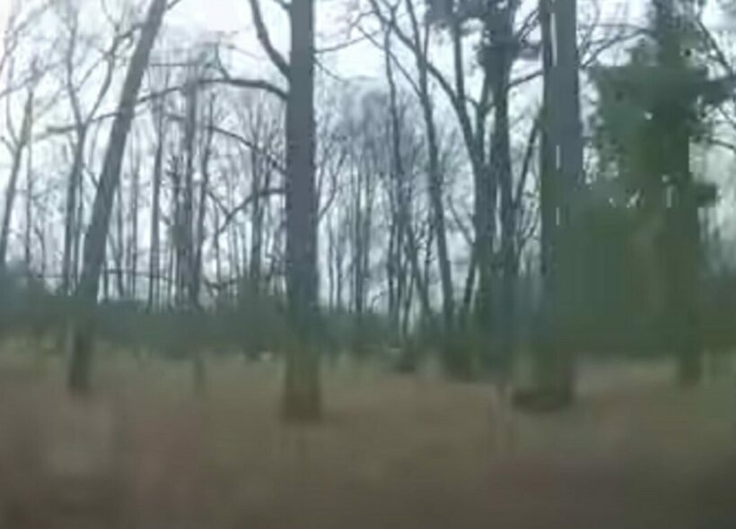 V březnu honili policisté agresivního řidiče i mezi stromy v lese.