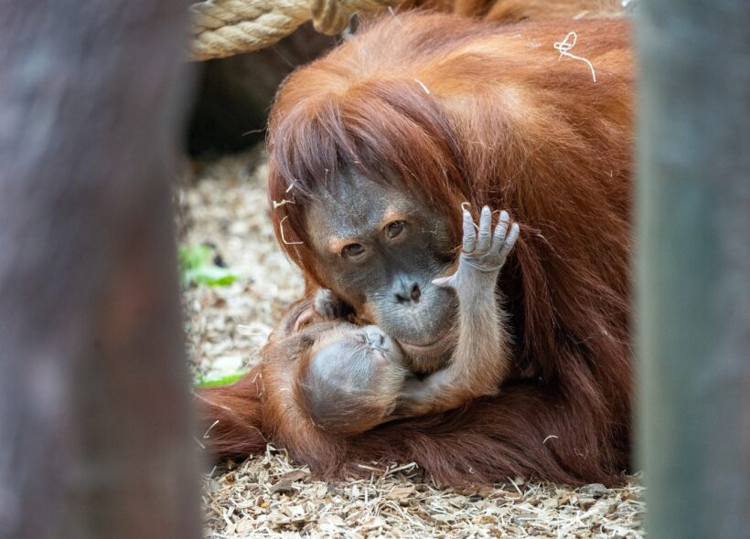 Samice orangutana sumaterského Diri se svým dnes narozeným mládětem zatím neznámého pohlaví. Mládě už pije mateřské mléko a podle prvních pozorování je vitální. 