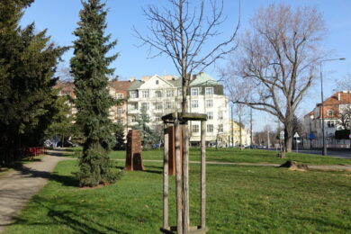 Lípa slovinsko-českého přátelství na Hradčanech