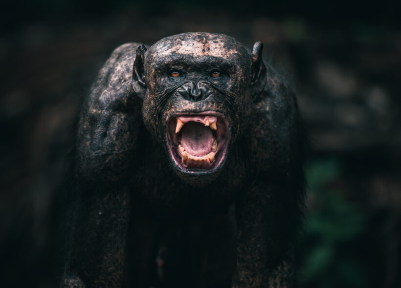 Na výstavě si prohlédnete zajímavé snímky z divoké africké přírody.