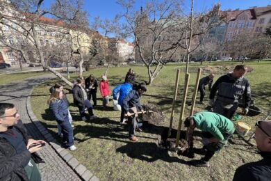 Žáci ZŠ Táborská se pod vedením svých učitelů podíleli na výsadbě čtyř okrasných stromů na náměstí Generála Kutlvašra.