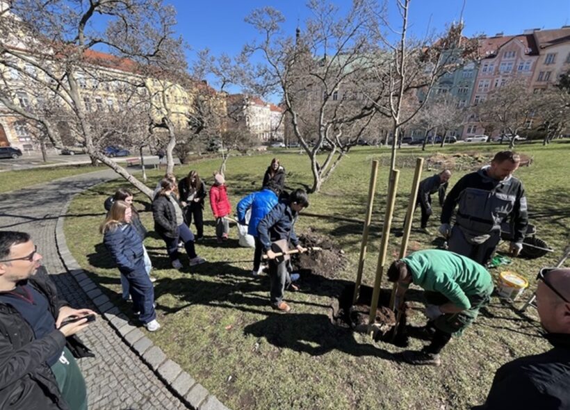 Žáci ZŠ Táborská se pod vedením svých učitelů podíleli na výsadbě čtyř okrasných stromů na náměstí Generála Kutlvašra.