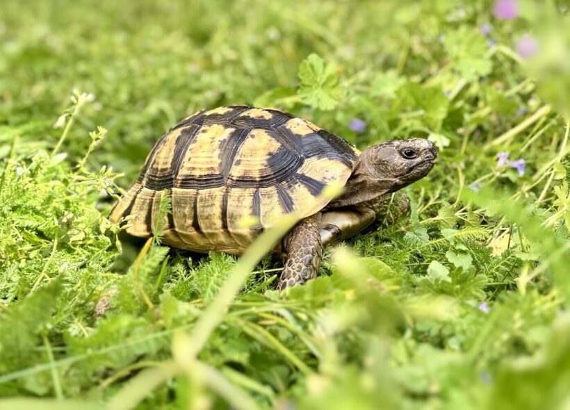 V parku u ZŠ Tusarova v Praze 7 se od května zabydlely suchozemské želvy.