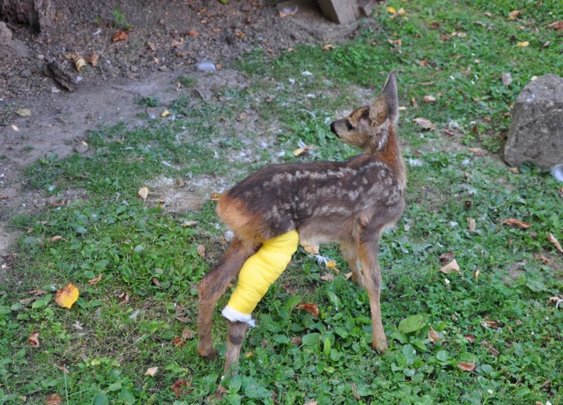 Sražených srnců obecných přijaly záchranné stanice letos už 75.