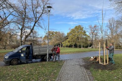 Radnice Prahy 2 plánuje do konce roku vysadit 31 nových stromů na dvanácti veřejných místech včetně Riegrových sadů, Folimanky či Karlova náměstí. 