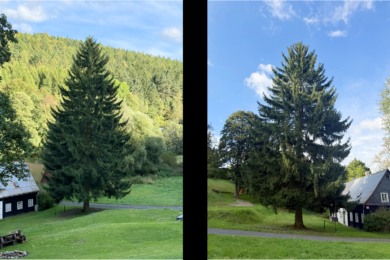 Na Staroměstské náměstí letos dorazí smrk ztepilý z Lesné u Jiřetína pod Jedlovou, který byl vybrán z 35 návrhů zaslaných veřejností.