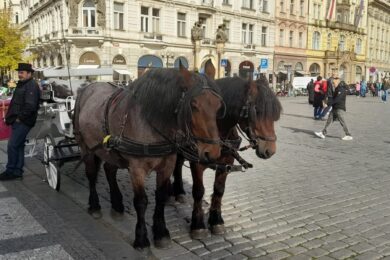 „Láska, která přežila režimy. Teď ji ohrožuje politika.“ Fiakrista se svými koňmi na Staroměstském náměstí — obraz oddanosti, tradice a tichého odporu vůči rozhodnutí, které ukončuje jednu z nejdéle žitých pražských pamětí. Místo, kde se potkávala historie s každodenností, dnes mlčí. Ale koně ještě stojí. A s nimi i otázka: Co zůstane, když zmizí to, co dělalo Prahu Prahou?