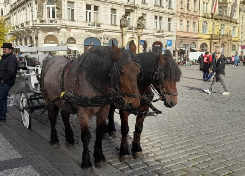 „Láska, která přežila režimy. Teď ji ohrožuje politika.“ Fiakrista se svými koňmi na Staroměstském náměstí — obraz oddanosti, tradice a tichého odporu vůči rozhodnutí, které ukončuje jednu z nejdéle žitých pražských pamětí. Místo, kde se potkávala historie s každodenností, dnes mlčí. Ale koně ještě stojí. A s nimi i otázka: Co zůstane, když zmizí to, co dělalo Prahu Prahou?