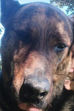 Emilia Baco se svým psem Conanem – z někdejšího ‚zabijáka‘ se stal něžný obr, dárce krve a pomocník při rehabilitaci traumatizovaných psů.