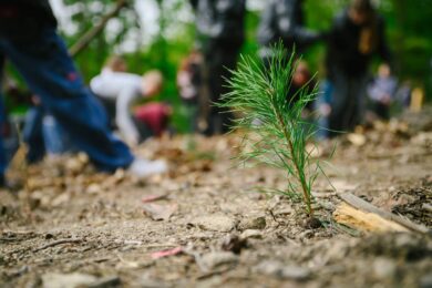 Celkový počet vysazených dřevin od roku 2019 se podle magistrátu tak přiblížil hranici jednoho milionu kusů.