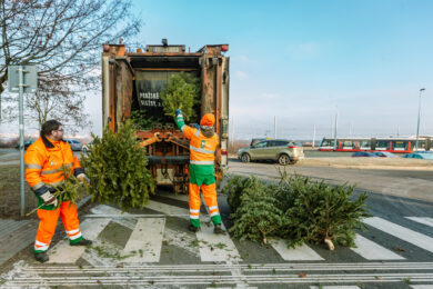 Pracovníci Pražských služeb odvezou vyřazené vánoční stromky k dalšímu zpracování.
