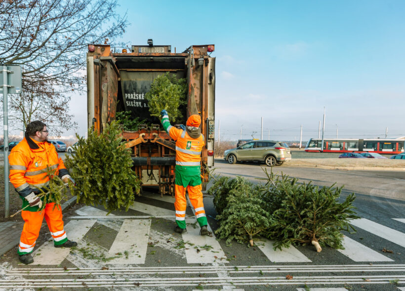 Pracovníci Pražských služeb odvezou vyřazené vánoční stromky k dalšímu zpracování.