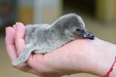 Malý tučňák Humboldtův na cestě za vážením. Z hnízda rodičů v expozici Pavilonu tučňáků je odebrán jen na nezbytně krátkou dobu, zpravidla jde o dvě až tři minuty. 