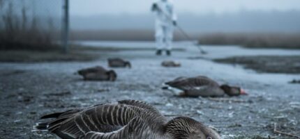 Chřipkový virus se z nakaženého ptáka šíří ve slinách, nosních sekretech a trusu. 