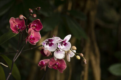 Ve dnech 7. a 14. března je připraveno komentované provázení výstavou orchidejí. 