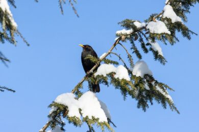 Kos černý se poprvé v historii programu dostal na druhé místo žebříčku nejčastěji pozorovaných ptáků.
