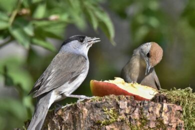 Během hnízdění potřebuje pěnice dostatek hmyzu, kterým krmí mláďata. Nepohrdne ani ovocem.