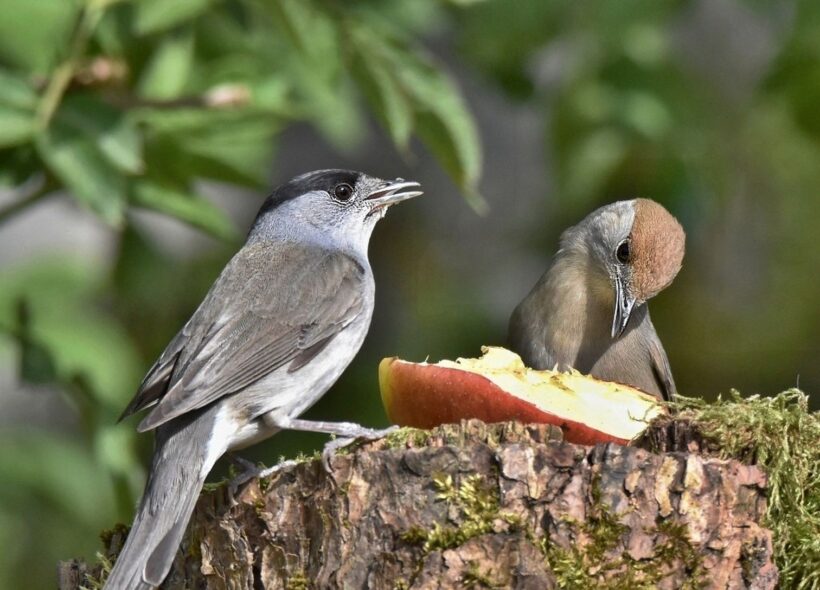 Během hnízdění potřebuje pěnice dostatek hmyzu, kterým krmí mláďata. Nepohrdne ani ovocem.
