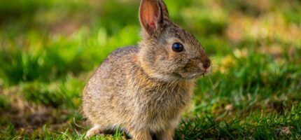 Pokud na zajíčka útočí straka či jiný přirozený predátor, nechte přírodu konat... 