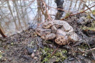 Samci ropuch se mnohdy nechají odnést do rozmnožišť na zádech větších samic.