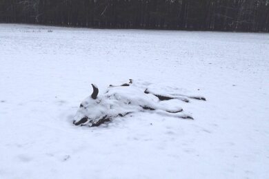 Válka bere životy lidem i zvířatům.