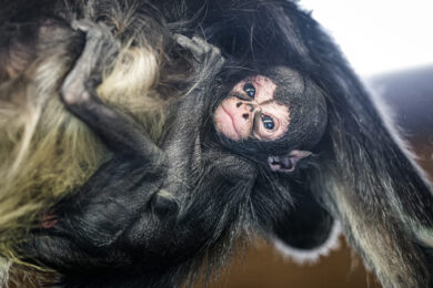 Mládě chápana se v pražské zoologické zahradě narodilo v pondělí 13.
dubna. Na snímku je zachyceno přesně v týdnu života.