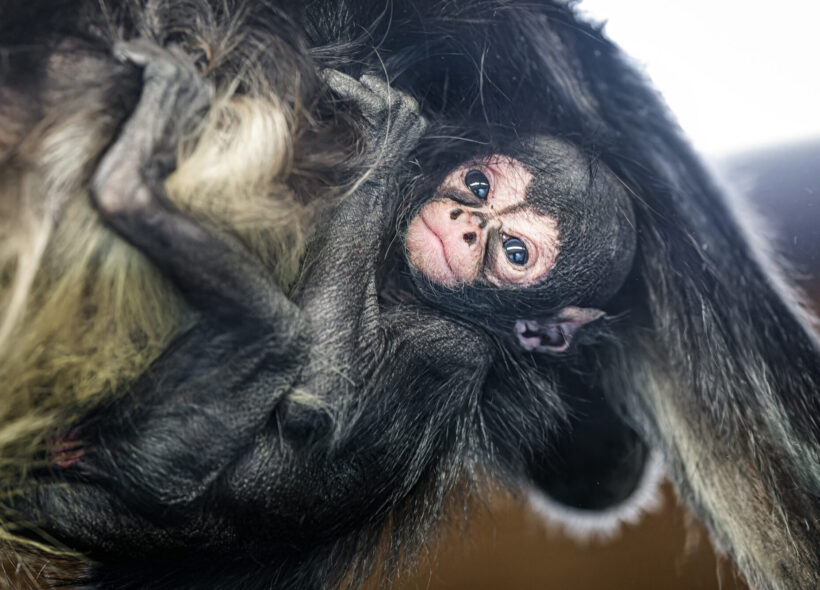 Mládě chápana se v pražské zoologické zahradě narodilo v pondělí 13.
dubna. Na snímku je zachyceno přesně v týdnu života.