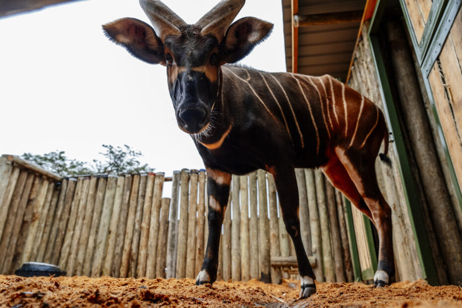 Samec Mau ze Zoo Praha ve svém novém domově v Keni. 