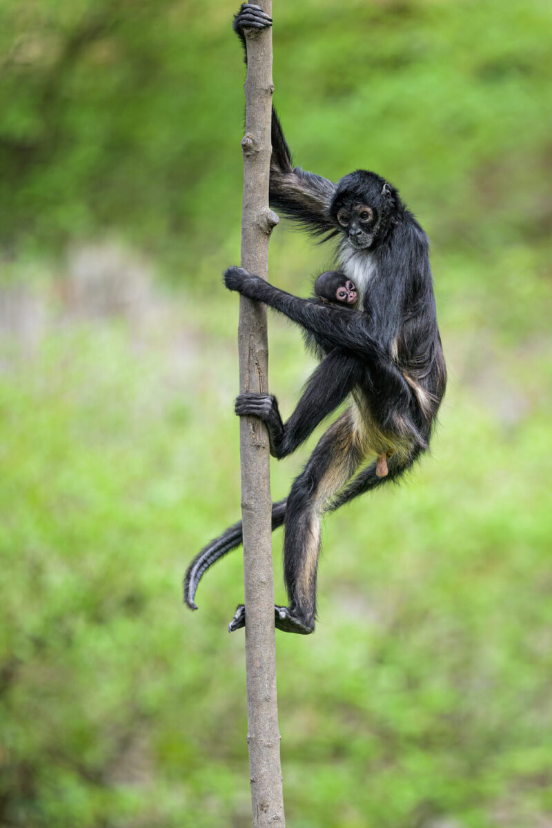 Když samice s mládětem na břiše obratně šplhá do výšky či skáče mezi
větvemi, nejednomu návštěvníku Zoo Praha se tají dech. Úchopový reflex mláděte
je ale podle všeho v pořádku a nic mu tedy nehrozí.