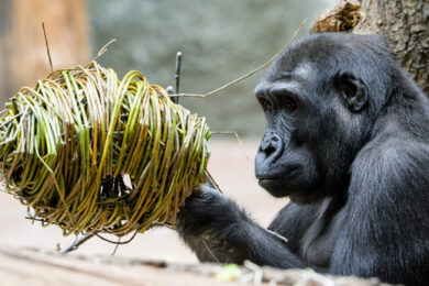 Pomlázku dostanou na Velikonoční pondělí v Zoo Praha třeba sloni, velké želvy či gorily. Na snímku z Rezervace Dja je samec gorily nížinné Ajabu, který se v dubnu dožívá deseti let.