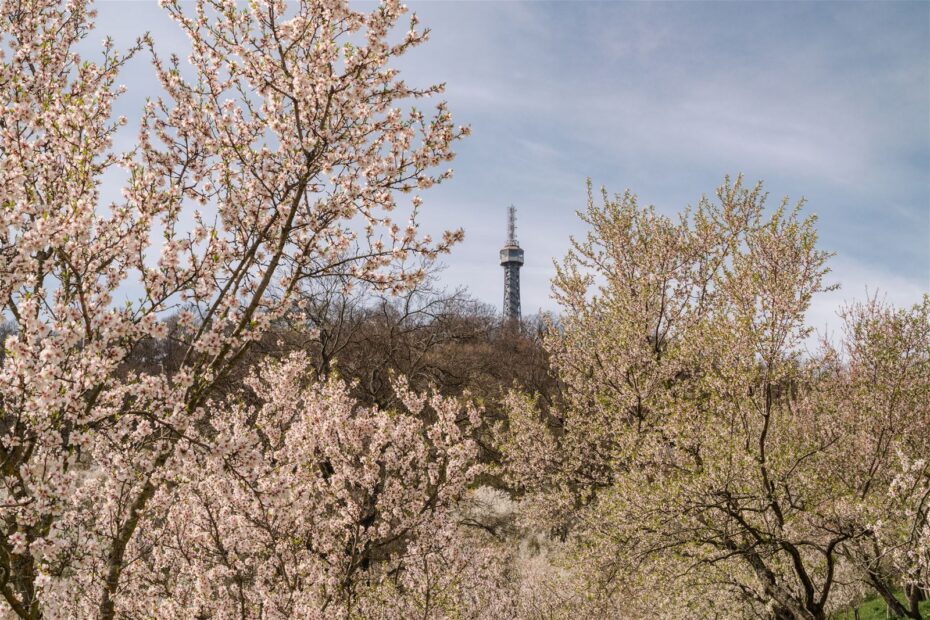 Petřínská rozhledna v jarním kvetení. Ikonická pražská dominanta letos slaví 135 let a během května a června nabídne speciální program, workshopy i zvýhodněné vstupné.