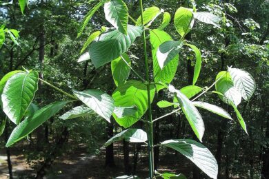 Rostlina kratomu: původně tradiční bylina, dnes jeden z nejrychleji rostoucích adiktologických problémů v ČR.