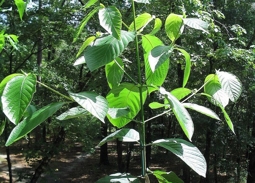 Rostlina kratomu: původně tradiční bylina, dnes jeden z nejrychleji rostoucích adiktologických problémů v ČR.